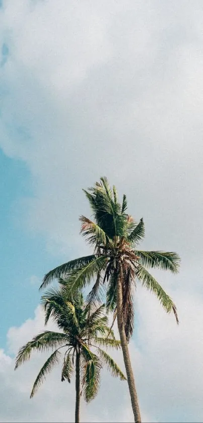 Two palm trees against a blue sky.