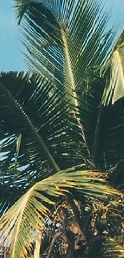 Lush tropical palm tree against a clear blue sky, ideal for nature themed wallpaper.