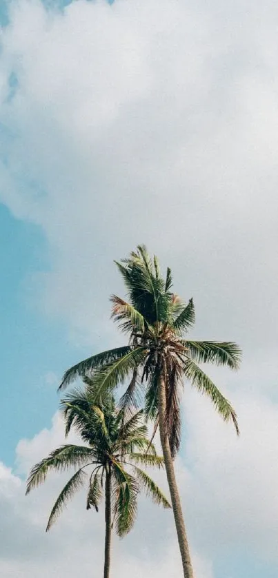 Two tall palm trees against a bright blue sky with scattered clouds.