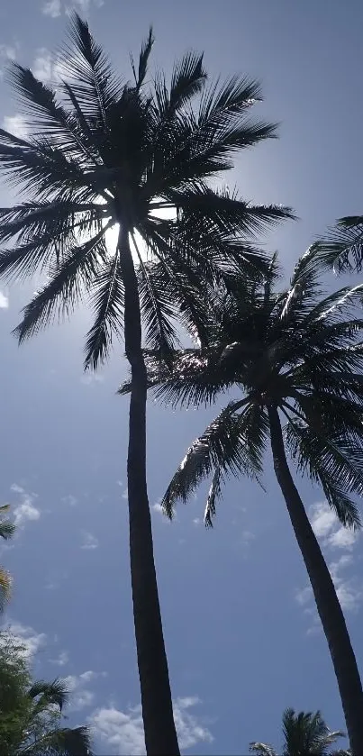 Tropical palm trees silhouette against a bright blue sky.