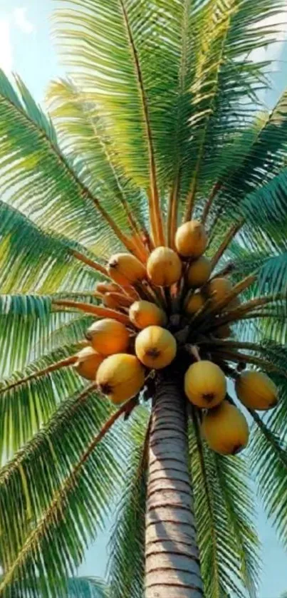 Tropical palm tree with coconuts and blue sky
