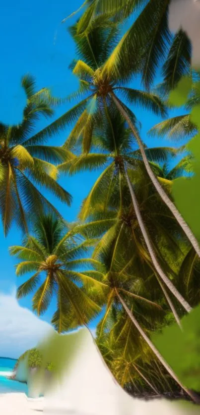 Palm trees over a beach under a blue sky, creating a tropical paradise vibe.