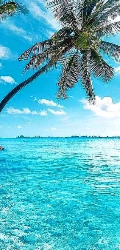 Tropical beach scene with palm trees over azure waters and clear blue sky.