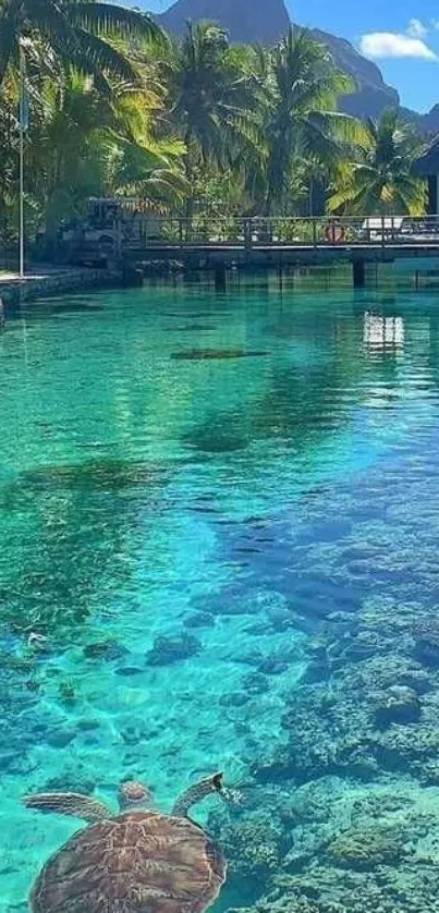 Tropical scenery with turtles and clear water.