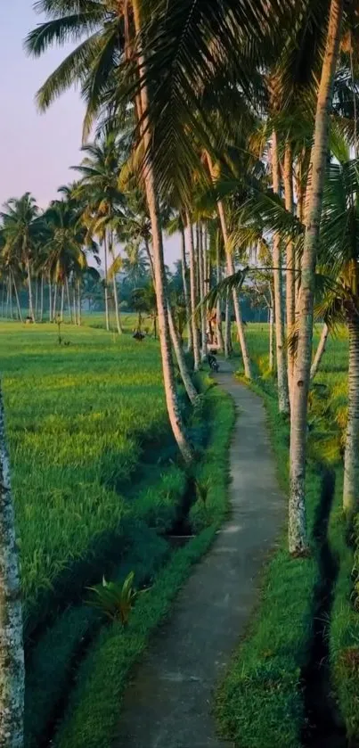 Scenic tropical path flanked by lush green fields and tall palm trees.