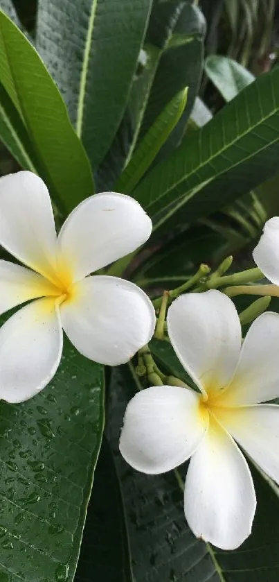 White plumeria flowers with green leaves on a sunny day.