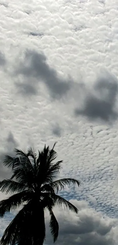 Palm tree silhouette against cloudy sky wallpaper.