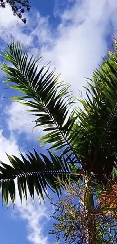 Palm tree with sky blue background, perfect for a tropical vibe.