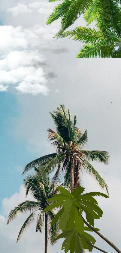 Tropical wallpaper with palm trees, fluffy clouds, and a blue sky.