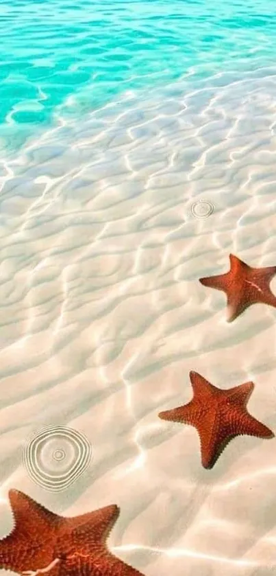 Tropical beach with starfish in serene turquoise waters.