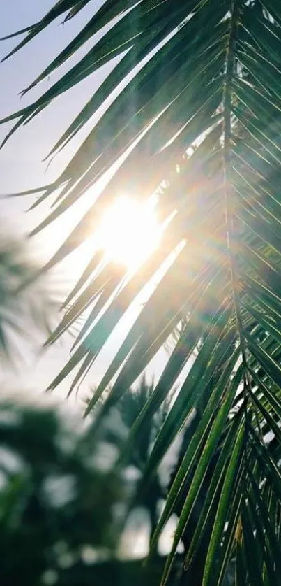 Sunlight streaming through tropical palm leaves.