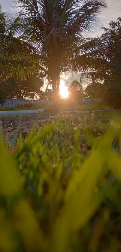 Sunrise view with palm trees and lush grass.