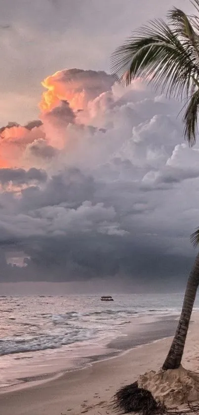 Tropical beach sunset with palm tree and colorful clouds.