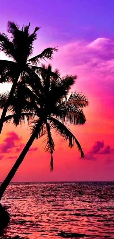 Stunning tropical sunset wallpaper with palm silhouettes against a colorful sky.