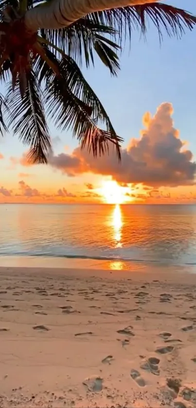 Tropical beach with sunset and palm trees reflecting on the ocean water.