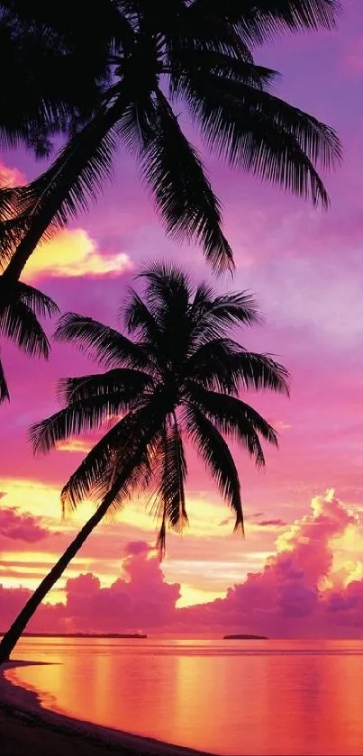 Tropical beach sunset with palm trees silhouetted against colorful sky.