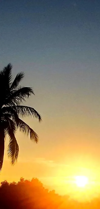 Tropical sunset with palm tree silhouetted against orange sky.