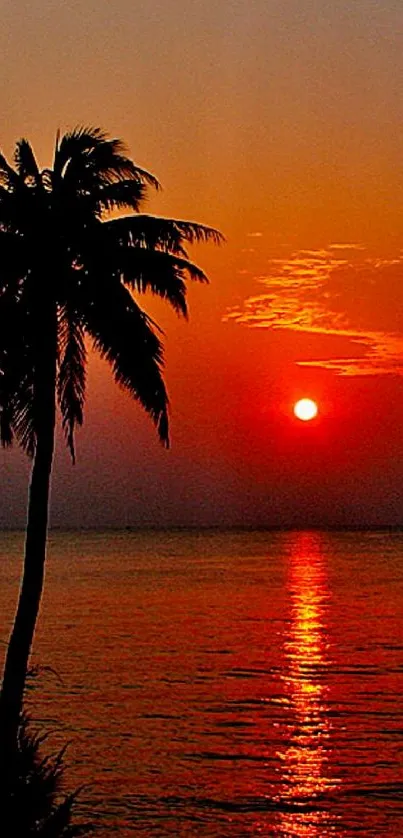 Tropical sunset with palm trees against an orange sky.