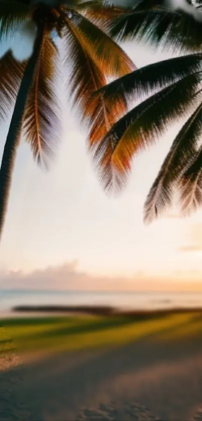 Tropical sunset with palm trees and beach view.