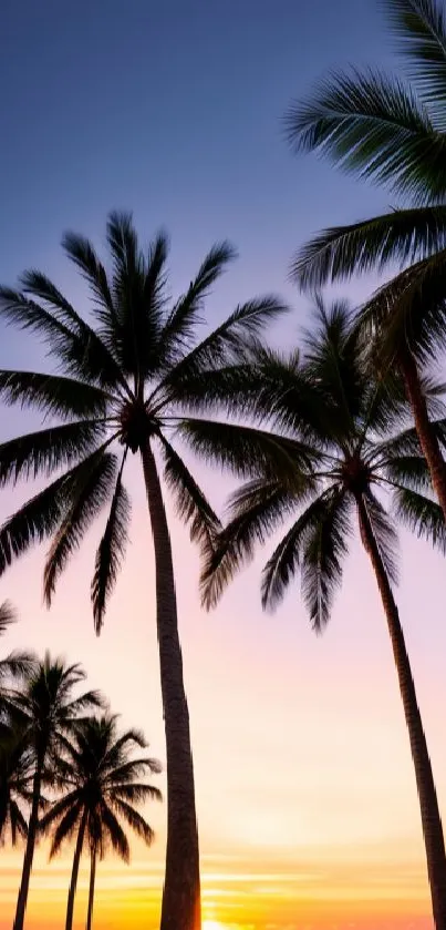 Palm trees silhouette against a vibrant sunset over the ocean.