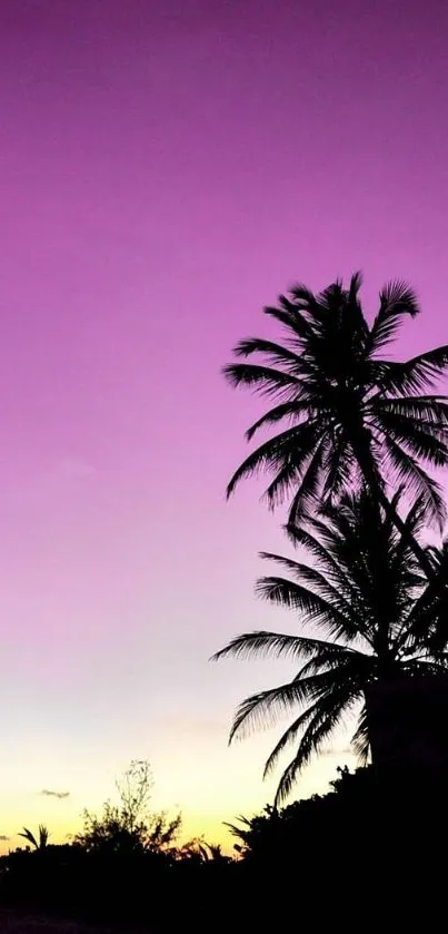 Silhouetted palm trees against a vibrant magenta sunset sky.