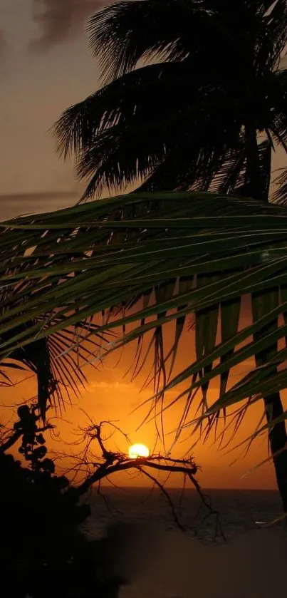 Tropical sunset with palm tree silhouettes and ocean view.
