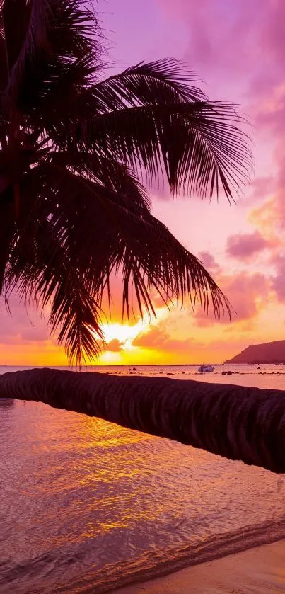Tropical sunset with palm tree silhouette and vibrant sky.