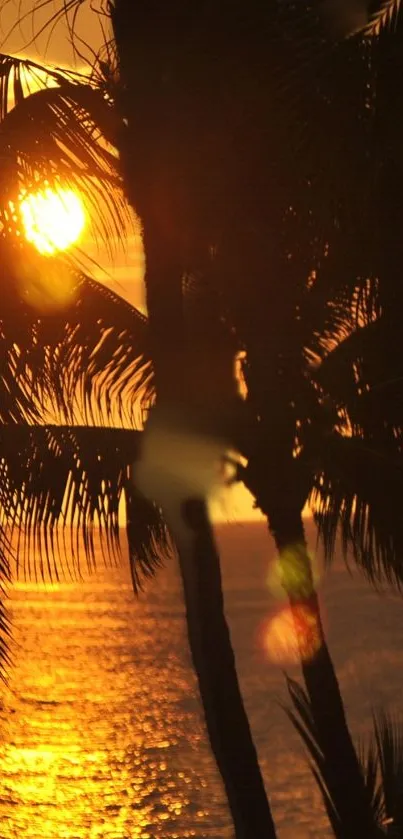 Tropical sunset with palm tree silhouettes and vibrant orange sky.