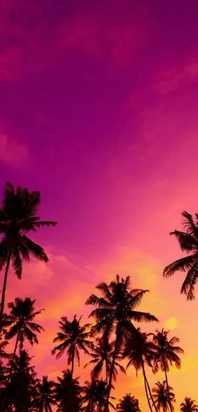 Tropical sunset with palm trees and a vibrant pink and orange sky.