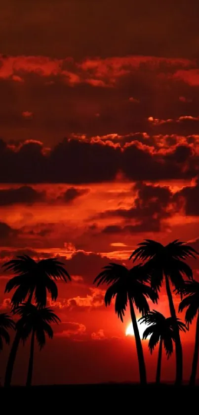 Silhouetted palm trees against a vibrant red sunset sky.