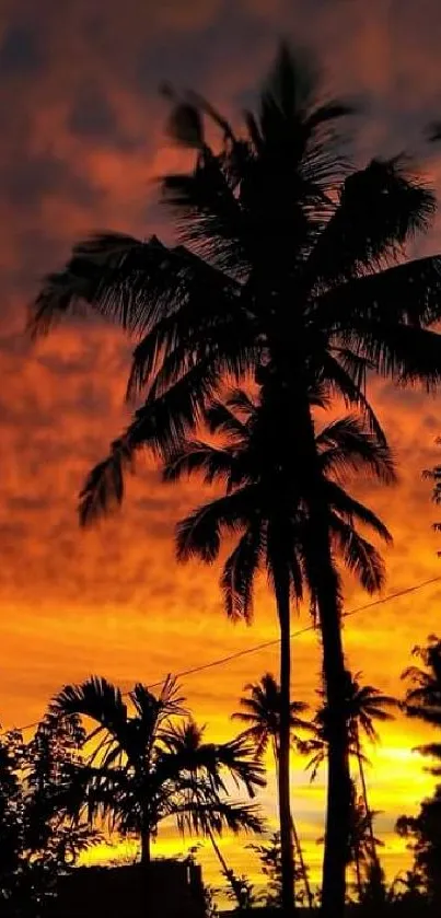 Silhouette of palm trees against a vibrant tropical sunset sky.