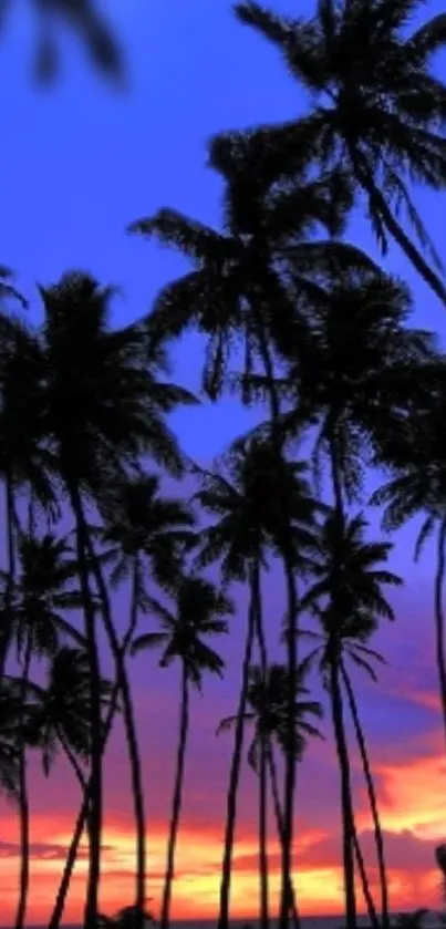 Silhouette of palm trees against a vibrant tropical sunset sky.