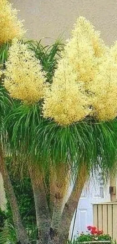 Vibrant tropical tree with yellow blossoms and lush green leaves.