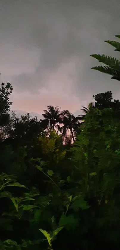 Mobile wallpaper with tropical silhouette palms against an evening sky.