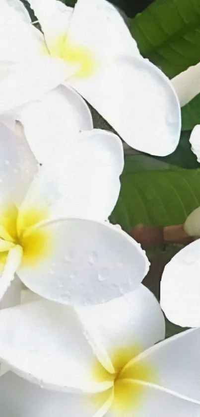 Beautiful tropical white flowers with green leaves.