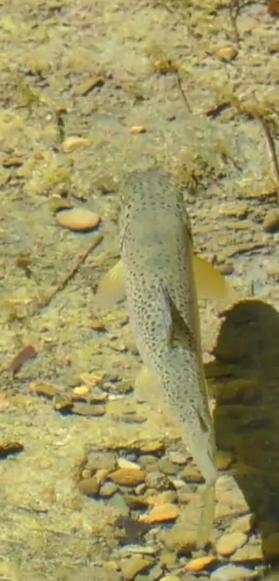 A lone trout swimming in a clear, shallow stream over riverbed stones.