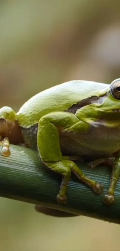 True Frog Organism Terrestrial Plant Live Wallpaper