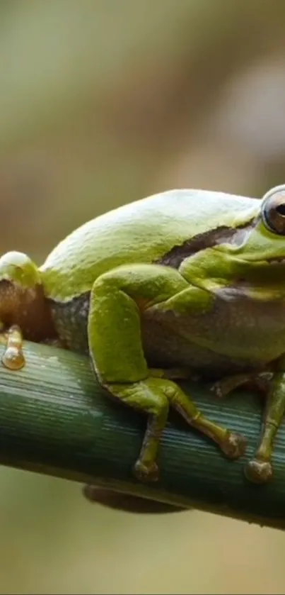 True Frog Organism Terrestrial Plant Live Wallpaper