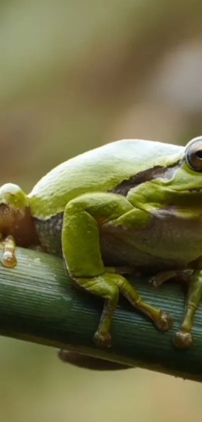 True Frog Plant Terrestrial Plant Live Wallpaper