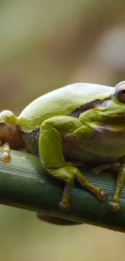 True Frog Terrestrial Plant Frog Live Wallpaper