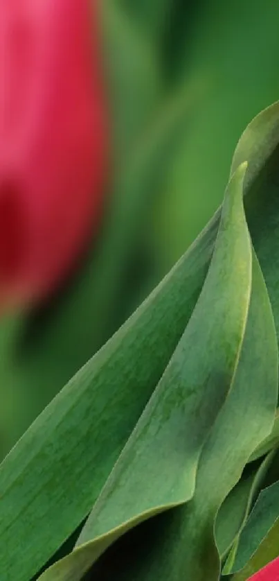 Close-up of vibrant tulip and lush green leaves.