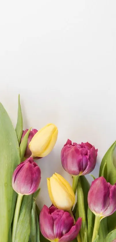 Purple and yellow tulips on a white background mobile wallpaper.