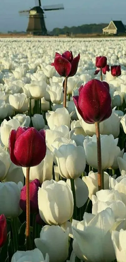 Field of white and red tulips with a windmill in background.