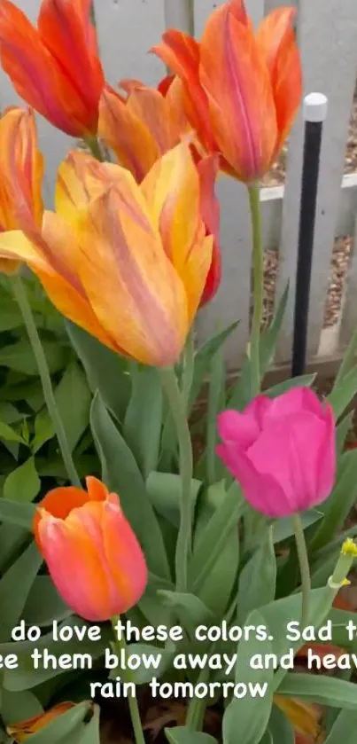 Vibrant tulips in a garden with orange and pink blooms under a bright sky.