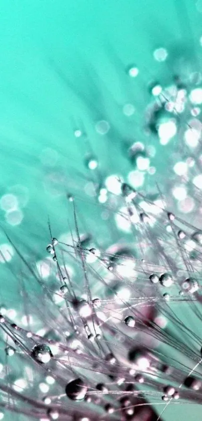 Turquoise dandelion with shimmering dew drops in close-up, perfect for mobile wallpaper.