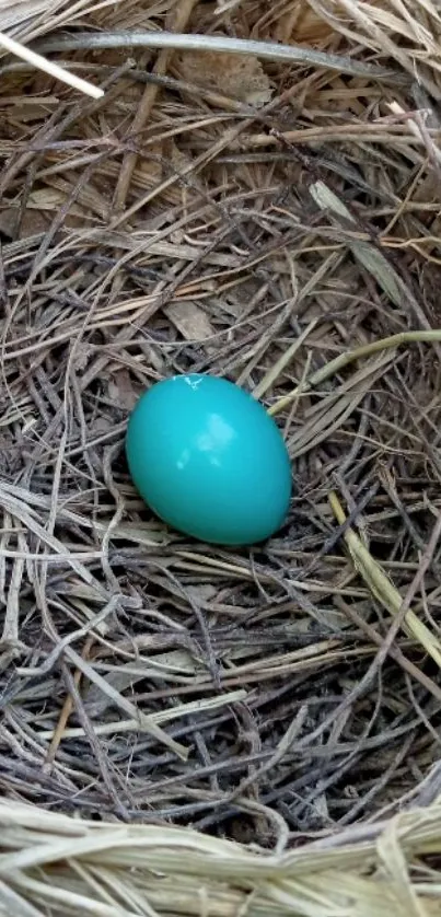 Turquoise egg lying in a brown bird's nest.