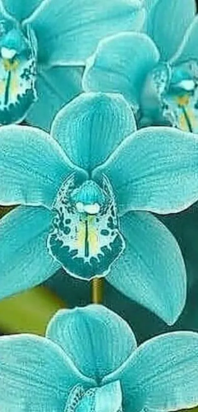 Turquoise orchid wallpaper featuring elegant floral design.