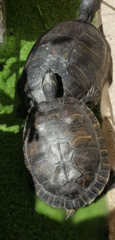 Two turtles basking on lush green grass.