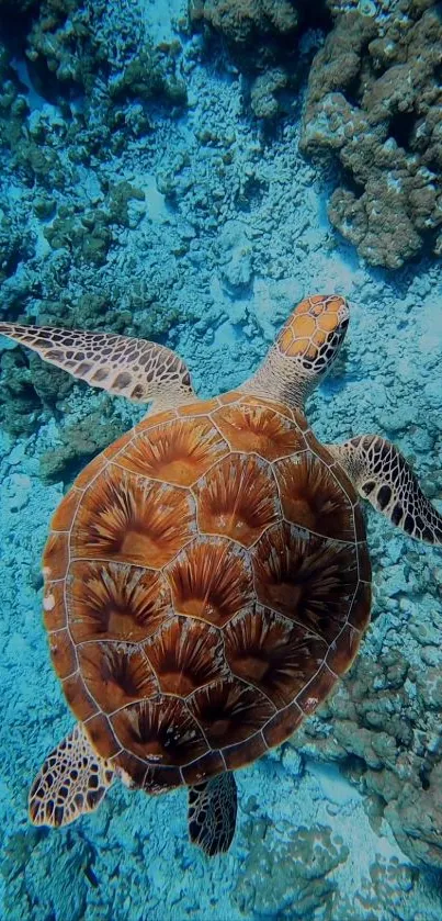 Sea turtle swimming over a coral reef in clear blue ocean water.