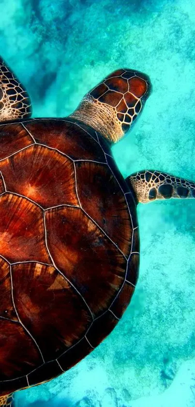 Turtle swimming in vibrant turquoise ocean water.